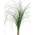 Bear Grass